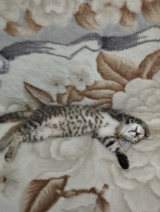 Отдам котенка в добрые руки