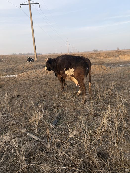 Корова дойная хорошая