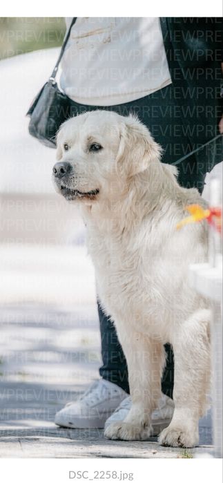 Голдън Ретривър ***FCI***