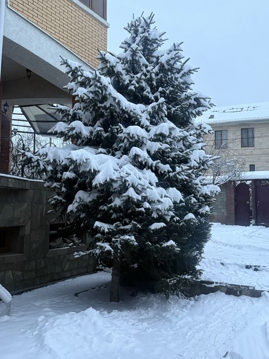 Ель 5-6м самовывоз