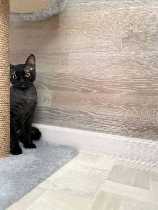 Котенок Сфинкс (браш)