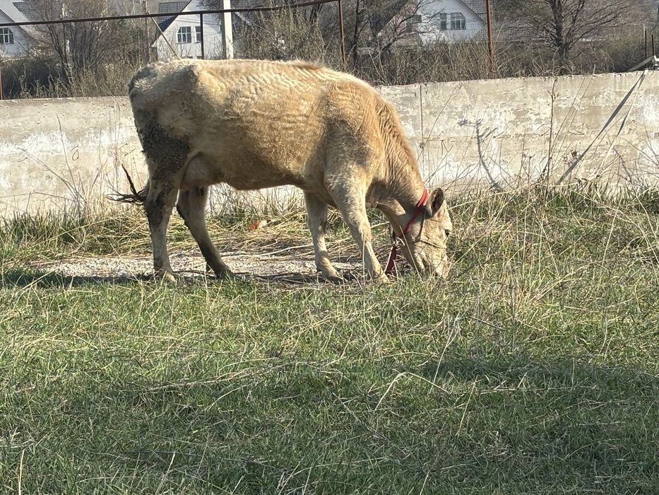 Пролам корову с теленком