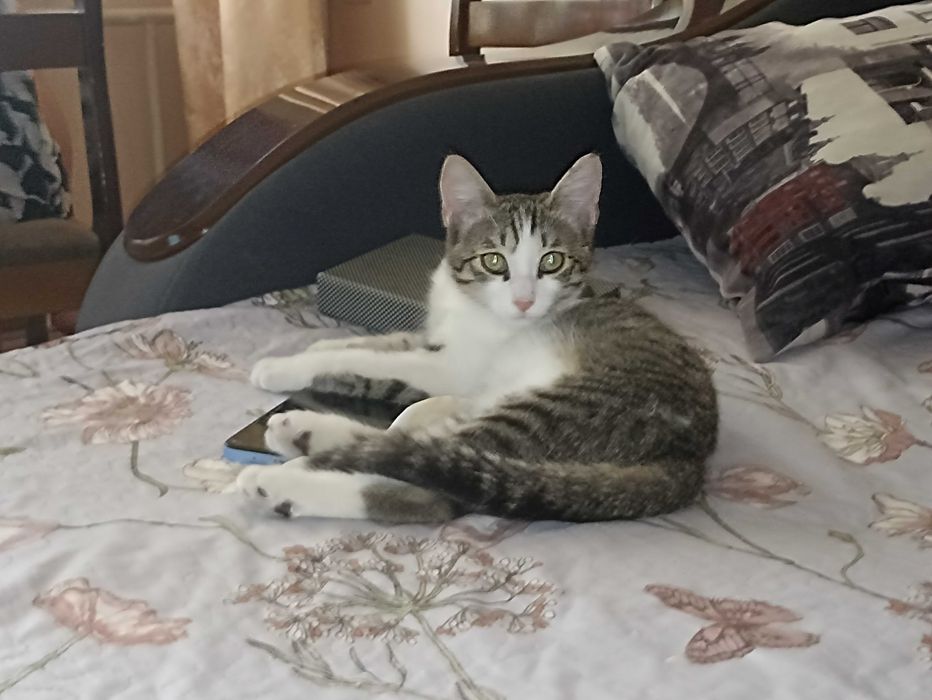 Отдам котенка мальчик в хорошие руки