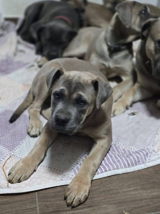 Cane Corso cu Pedigree