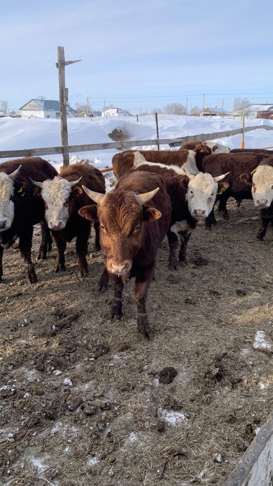 Продам Бычков с откорма 40 голов