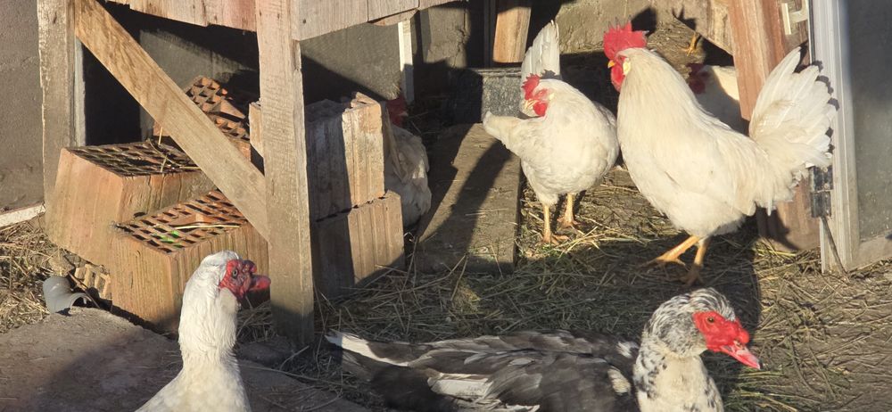Vând familie de găini Lehorn