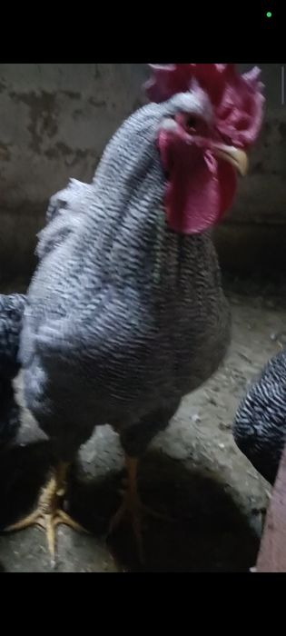 Продам циплят плимутрок