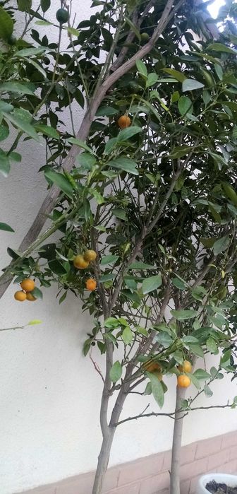 Декоратив Цитрон (японски мандаринча)