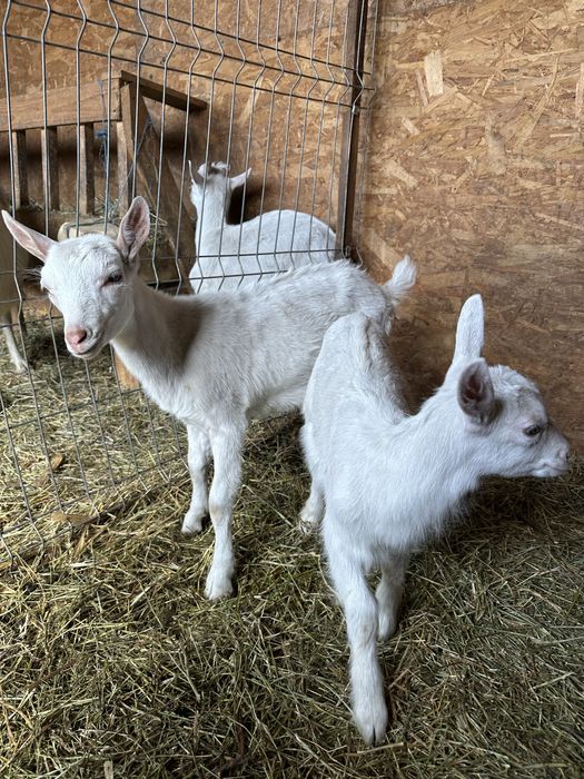 Tapisori si pereche saanen si metis alpina