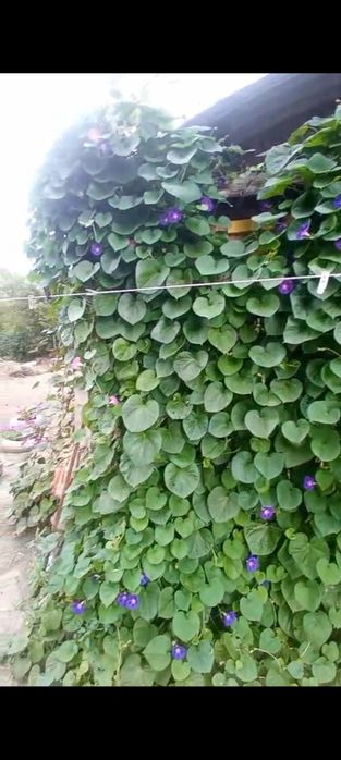 Продается дача .