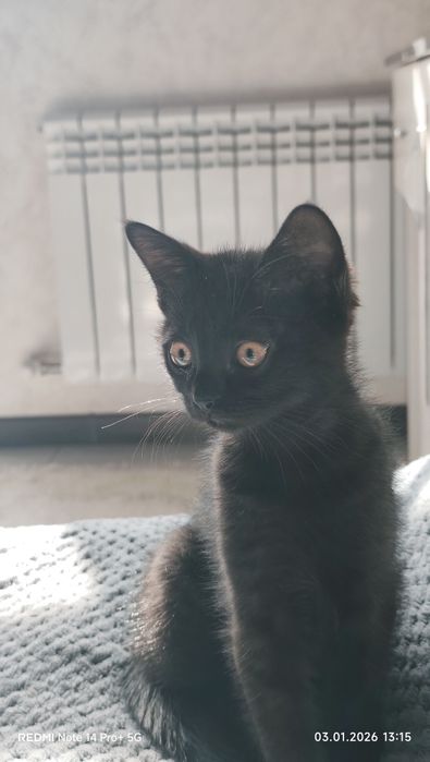 Котенок 2 месеца