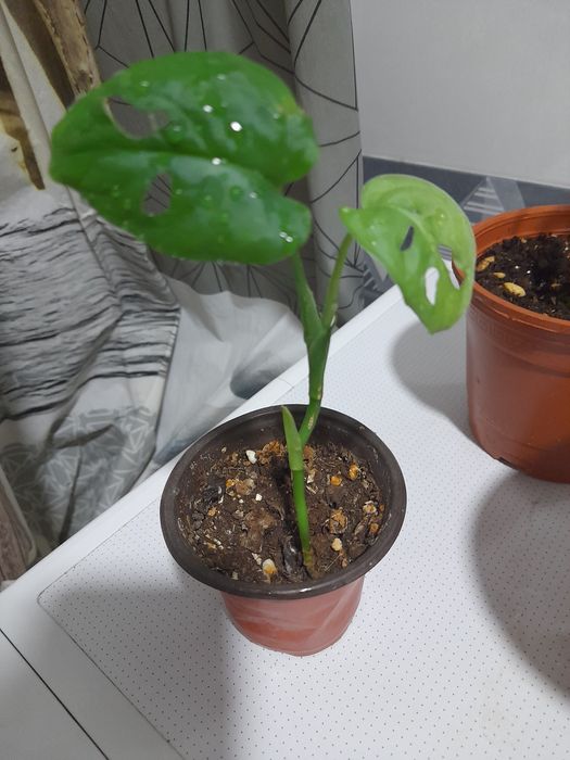 Монстера Monstera Mankey detkasi sotuvda 1 dona bor