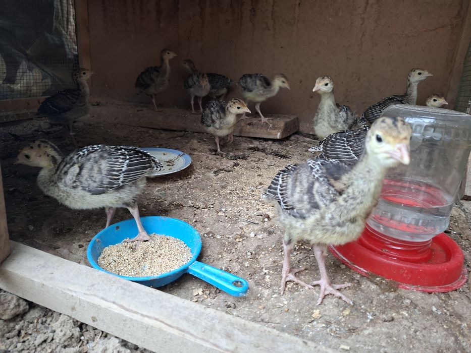 Курка жужалари, курка жужа