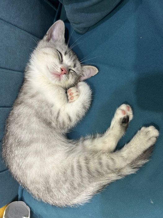 Котята шотландские