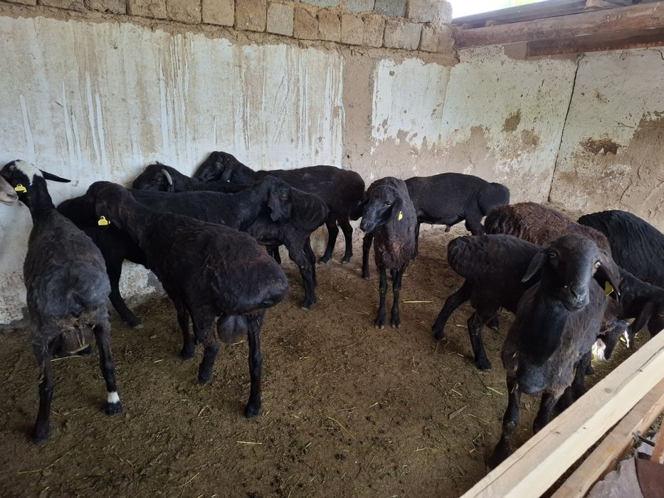 Қошқарлар бар семіз