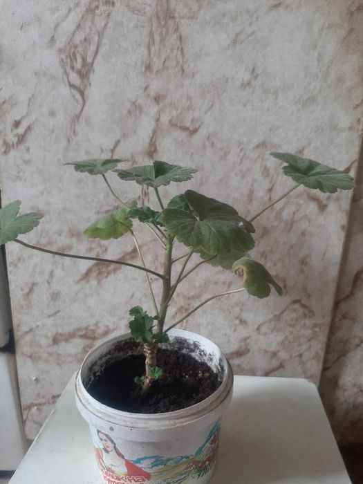 Уй гүлдерін сатамын