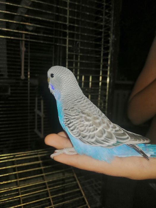 Продам волнистых попугаев