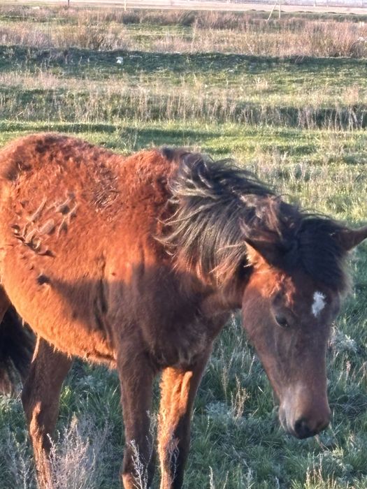 Ұрғашы тай байтал сатылады