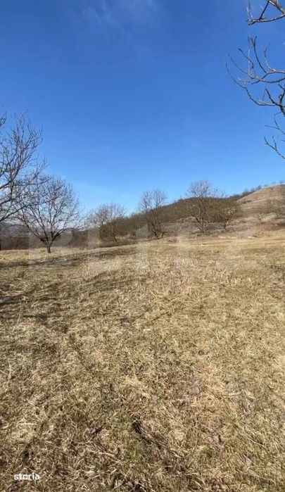 Livada de nuci – 2 ha | Acces DN17 | Investitie profitabila - Cristu