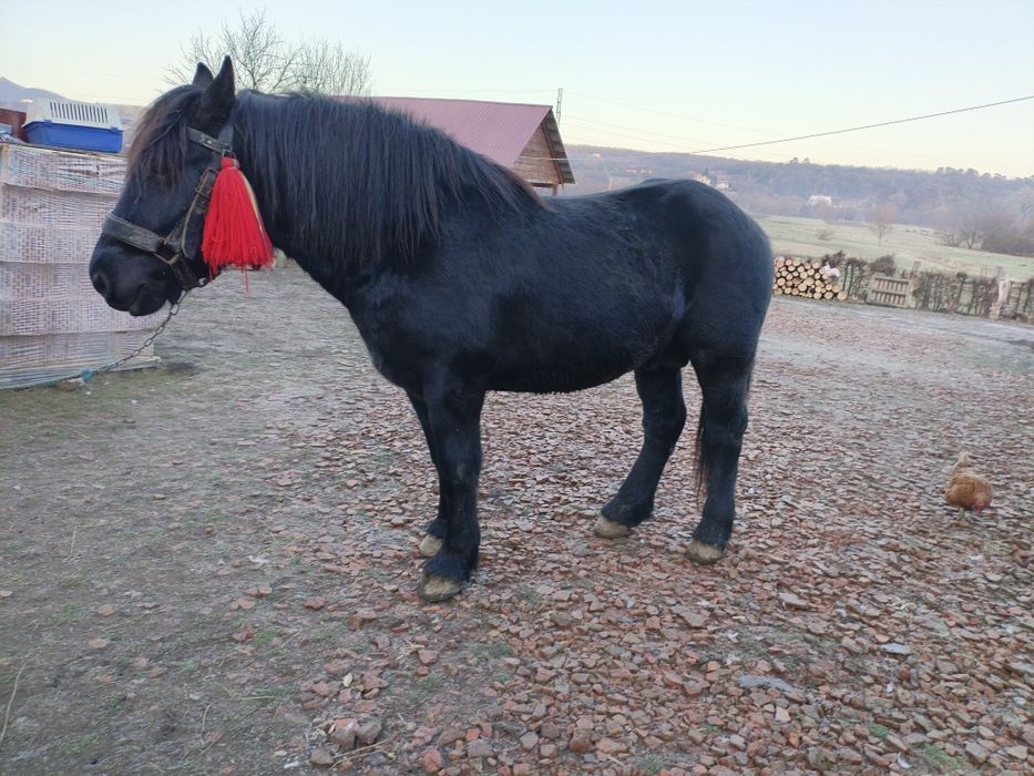 Vând cârlan de doi ani jumate