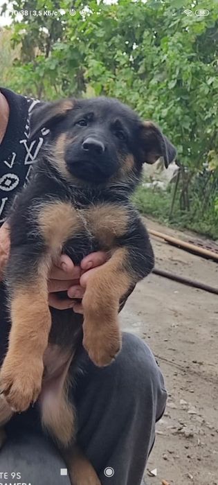 Щенки Немецкой Овчарки