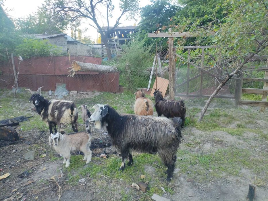 Ешки лагымен жане шибиш