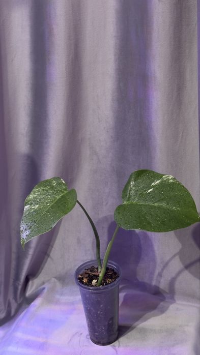 Продам адаптированые растения