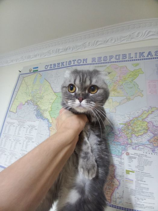 Mushuk Sotiladi | Kelishiladi