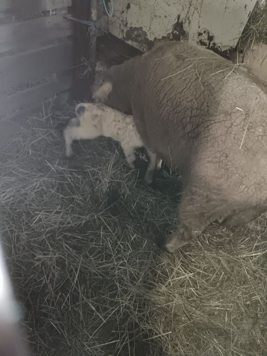 Oi rasa de carne suffolk, cap negru german