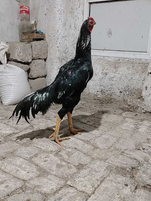 Xo'roz Dakan xoreyski