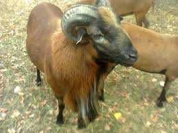 vand berbec de camerun
