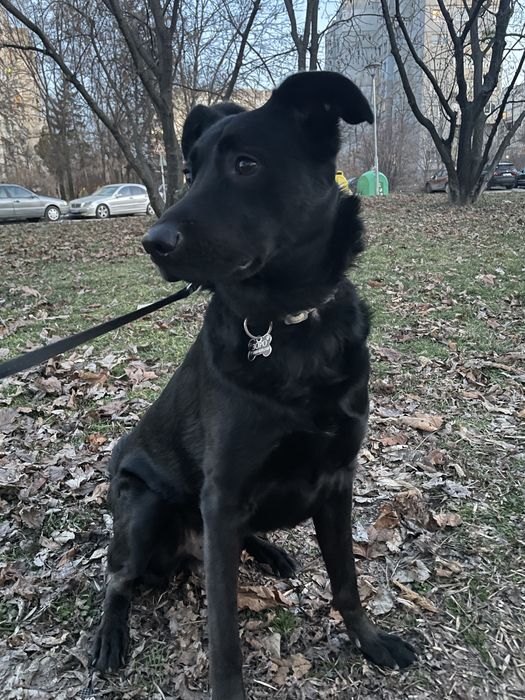 Разхождам кучета | ж.к. Младост