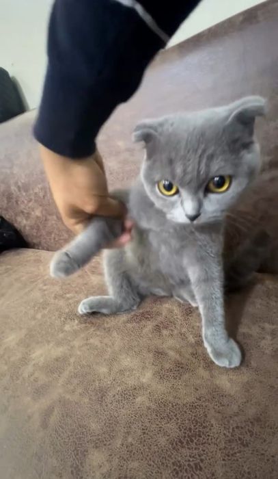 Mushuk oʻgʻil bola