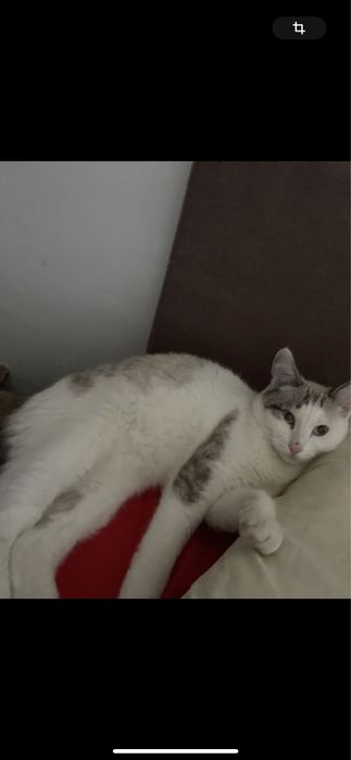 Отдамь кота в добрые руки срочноо!!!