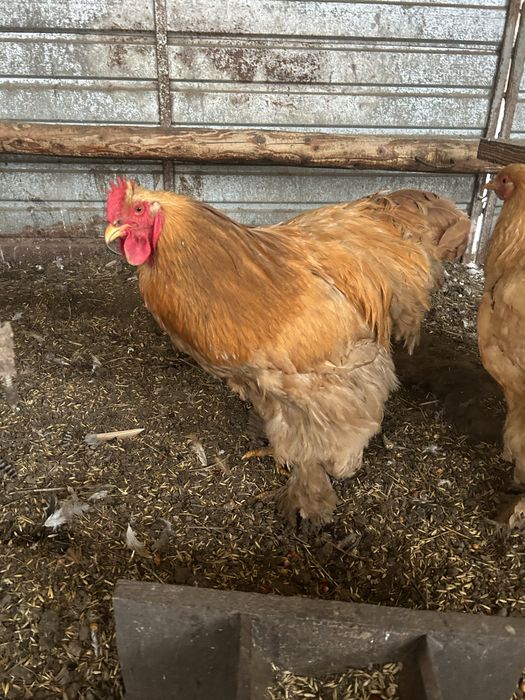 Cocos cochinchina galben urias