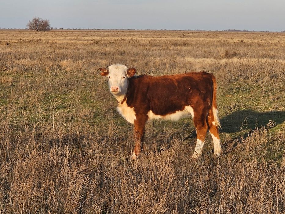 Ургашы подсос баспактар сатылады
