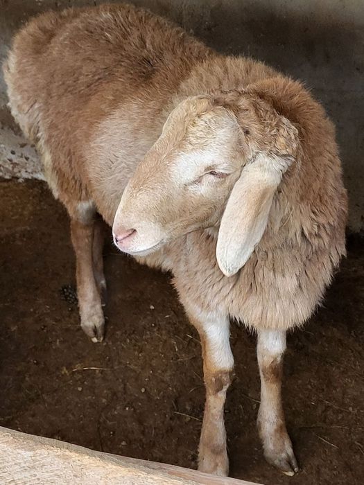 Куйлар сотилади 3 та. Арашан, едилбай , каштан