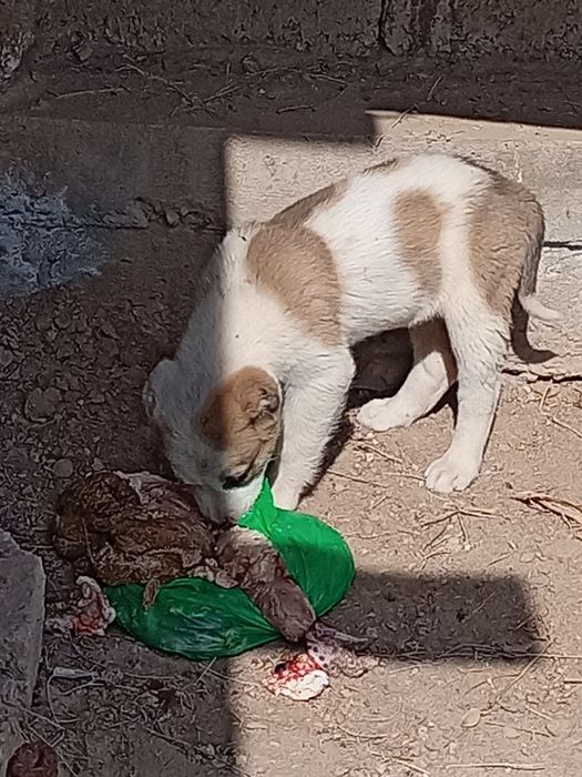 Alabay it bolasi sotiladi qiz 50 kunlik chempioni itdi bolasi