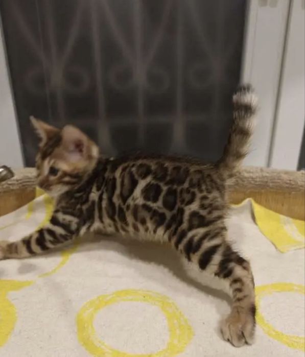 Бенгальские котята