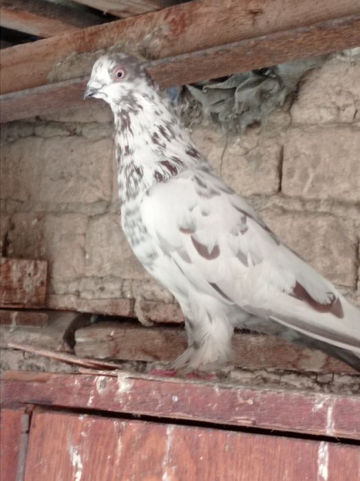 Продаются голуби