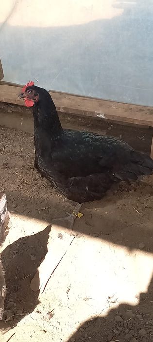 Продам чёрных  кур Крупные