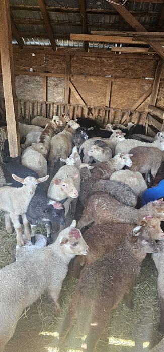 Vand miei pentru paste