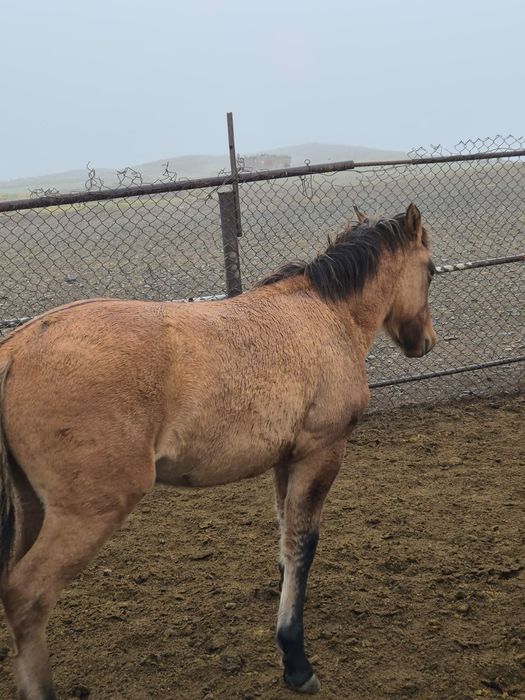 Мугалжар жабагылар