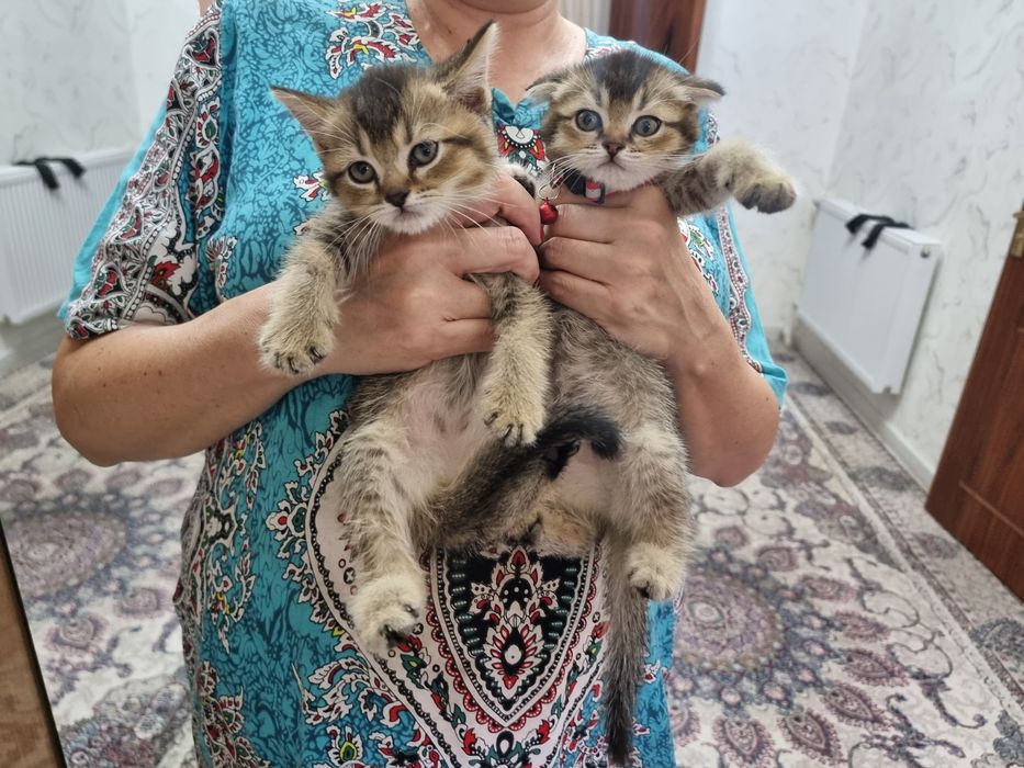 Котята породы скоттиш фолд и страйт золотая шиншилла