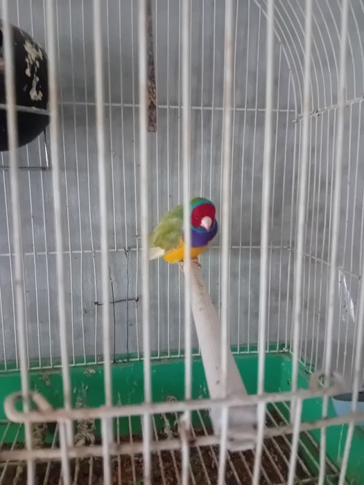 Vând sau schimb Algaponis