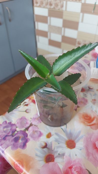 Коланхоэ отросток