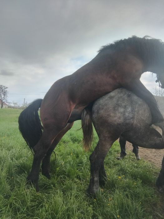 Vând iapă sura vîrta 3 ani gestantă