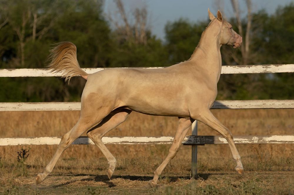 Жеребец Ахалтекинской породы
