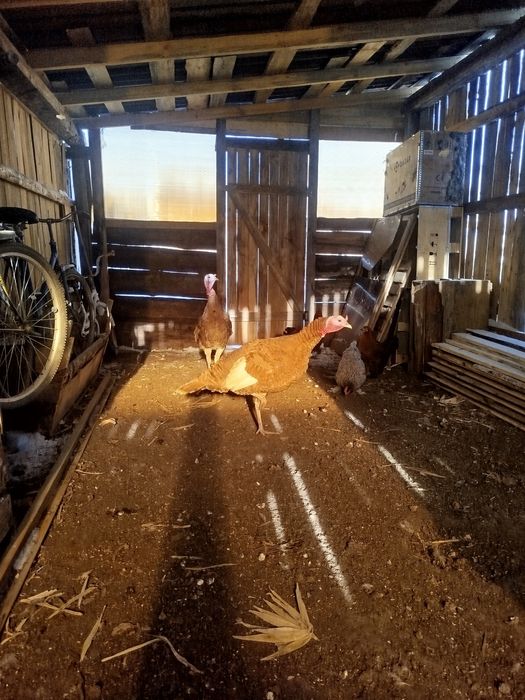 Продам или обменяю индюка