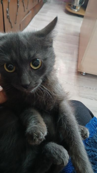 Отдам молодую кошечку в добрые руки